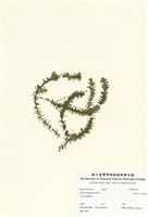 藏品(伊樂藻)的圖片